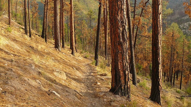 A slow sloping hillside dotted with ponderosa pines. A narrow trail passes through the center.