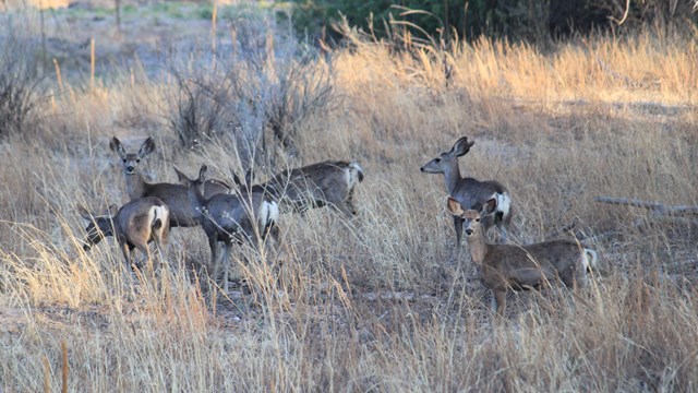 Animals - Gila Cliff Dwellings National Monument (. National Park Service) Animals - Gila Cliff Dwellings National Monument (. National Park Service)