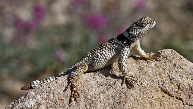 Crevice spiny lizard on a rock