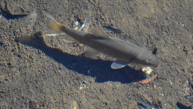 Sucker fish in the river