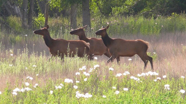 Three cow elks surrounded by prickly poppies