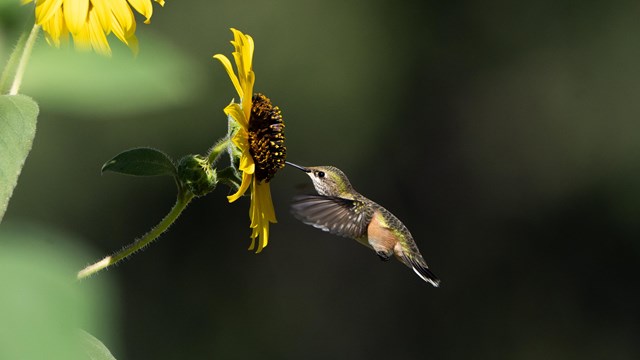 A hummingbird hovers in mid-air while feeding on the nectar of a vibrant yellow sunflower.