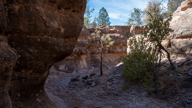 A trail winds through a narrow canyon with yellow-colored rocks, small trees are growing nearby.