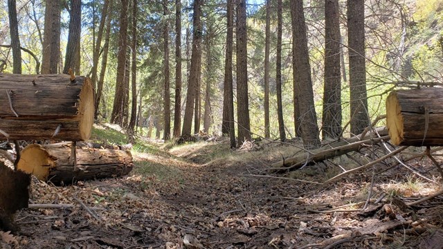 A trail cuts through a forest a cut log is visible in the foreground.