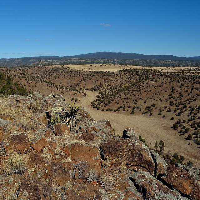Soap tree yucca pokes through rocks on a cliff overlooking a dry wash below.