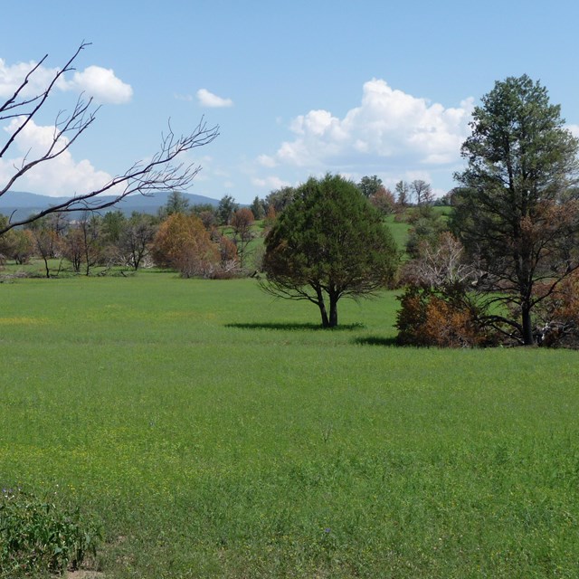 A grassy knoll atop a mesa hosts sparsely spotted trees with varying greens and fall colors.