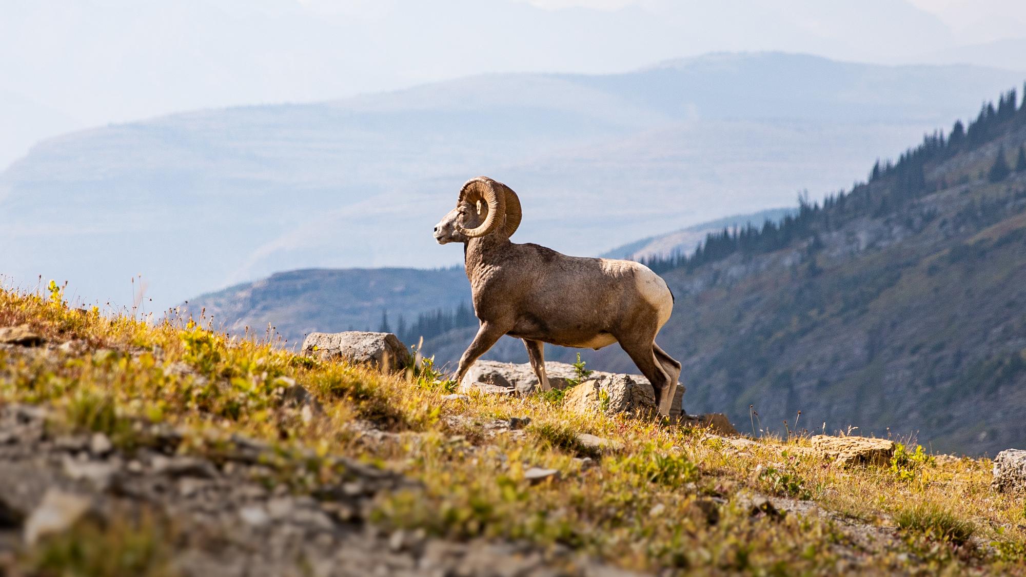 Glacier National Park mountain landscape, Montana — glaciated alpine terrain