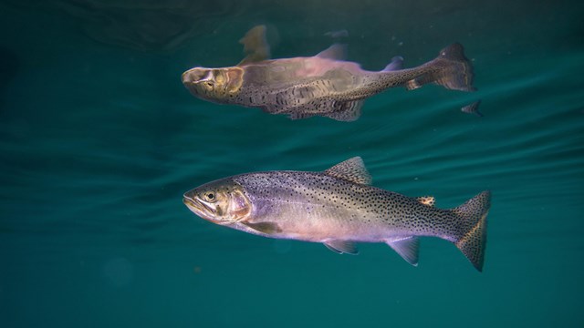 Trout and its reflection under water. 