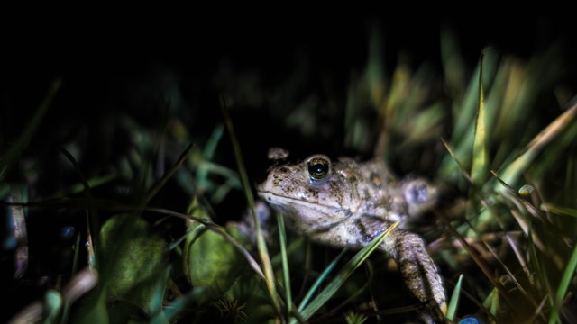 boreal toad in the grass