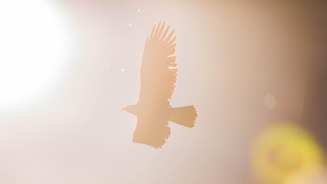 Golden eagle flying near the sun. 