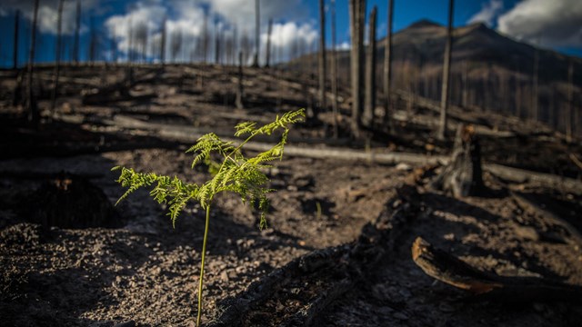 A green plant sprouts from ashes.