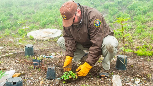 VIP helps revegetation project up in the alpine section of the park.