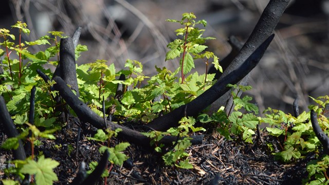 new green leafy plant grows in charred ground
