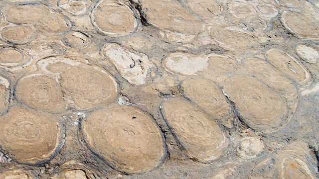 overlapping round impressions on tan rock