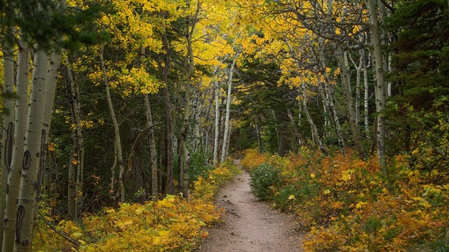 path into aspen grove in fall colors