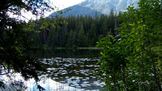 vegetation surrounds and floats on small, dark pond below mountain