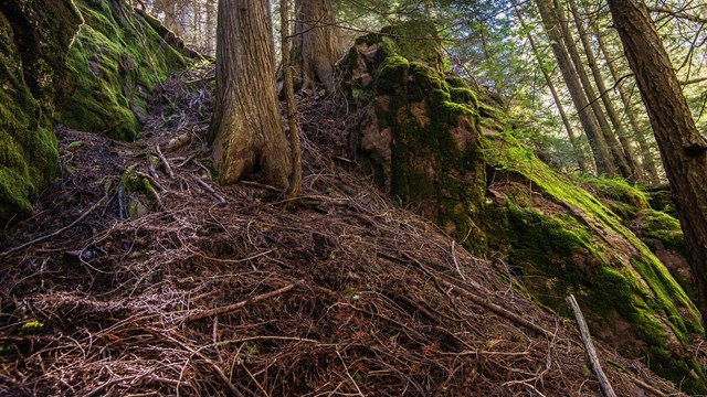 close-up of soils and roots in forest understory