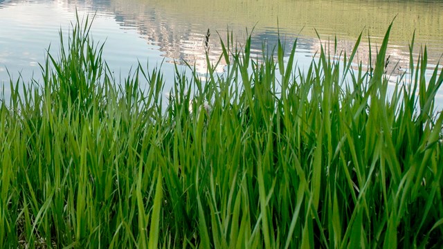 green grass in front of water