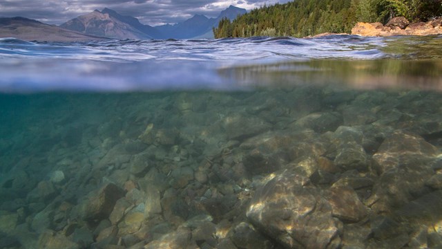 split-level water view of forested lakeshore and underwater rocks