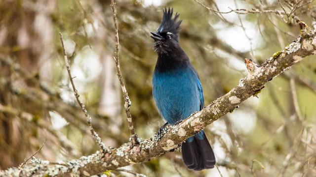 stellars jay sits on limb with beak open