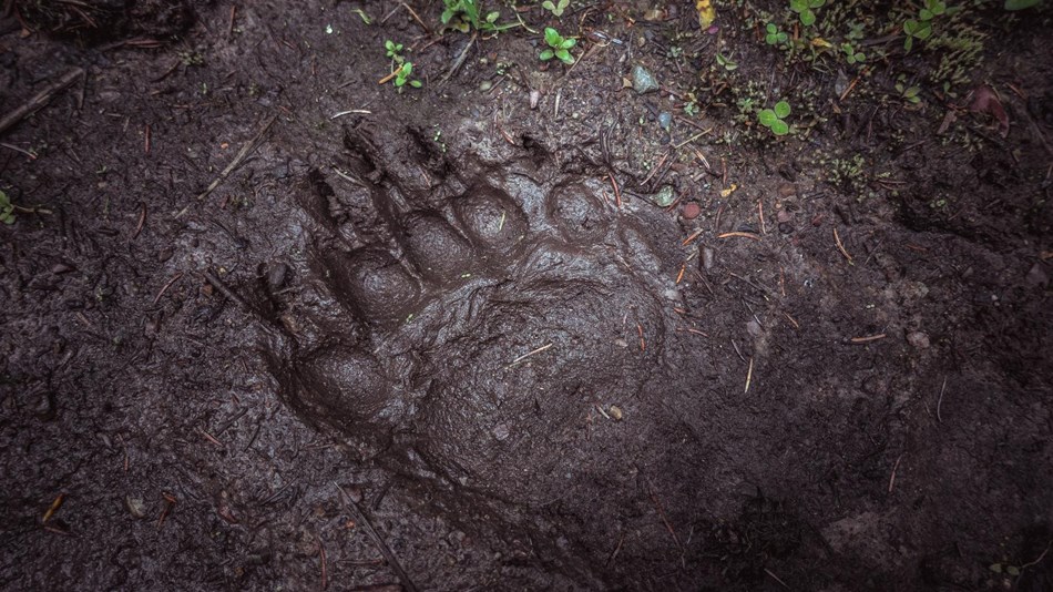 A bear track in wet mud. 