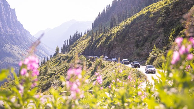 A line of cars driving up a mountain road in the sun with flowers in the foreground. 