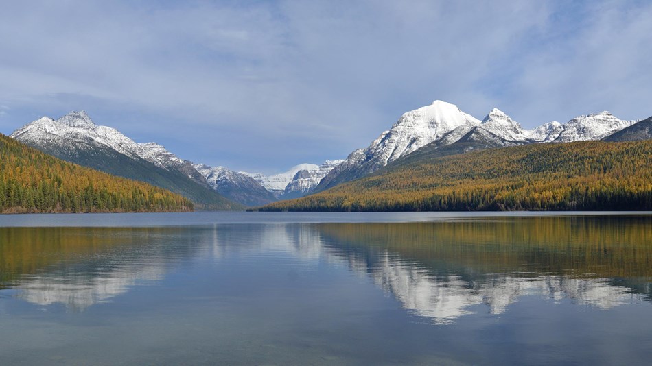 Photo of Bowman Lake with yellow larch trees covering the hillsides