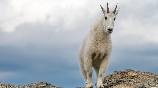 Mountain Goat on a rocky outcrop