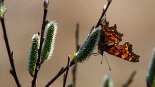 butterfly hangs upside down from plant stem