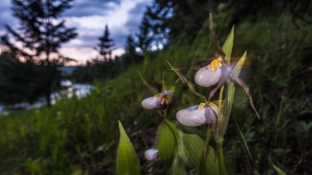 Lady slipper orchid