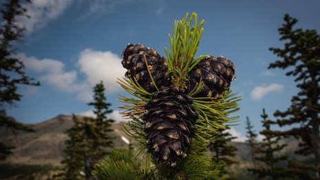 close look at whitebark pine cones