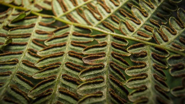 Close up of fern leaves and spores.