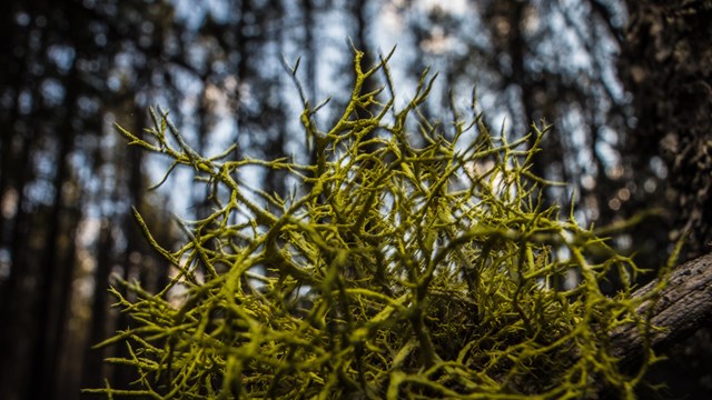 close-up of green lichen on branch
