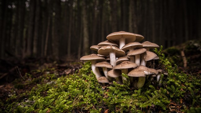bunch of mushrooms in a forest