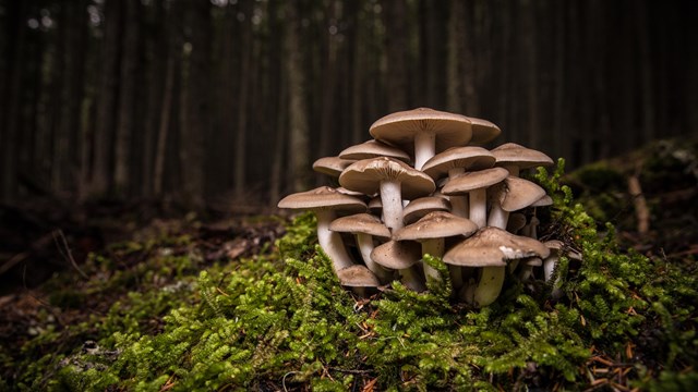 bunch of mushrooms in a forest