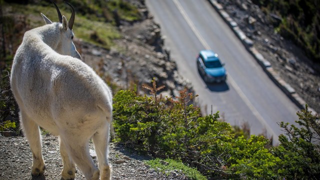 A mountain goat looks down at a mountain road. 