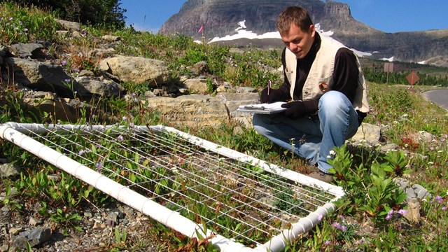 researcher uses measuring tape and grid on alpine rocks