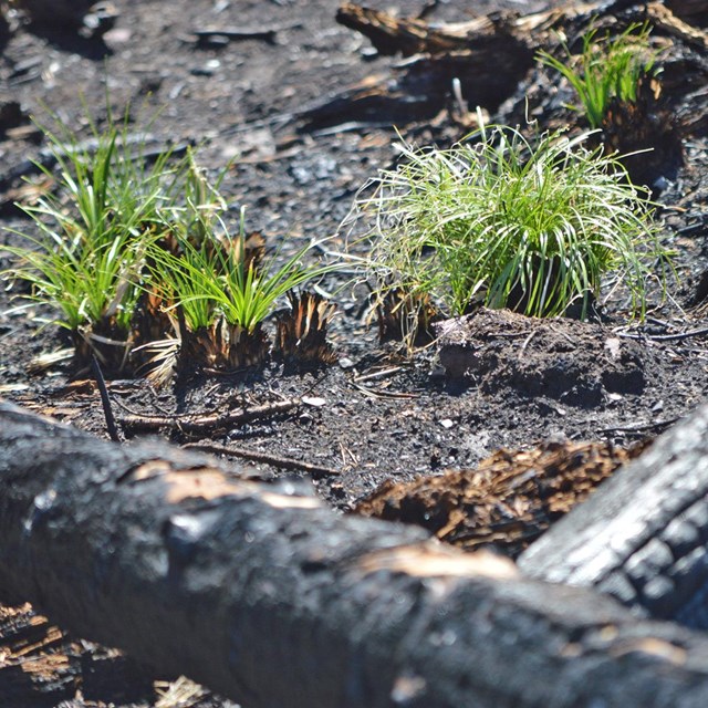 image of burned vegetation after a wildland fire