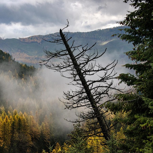 Flathead River