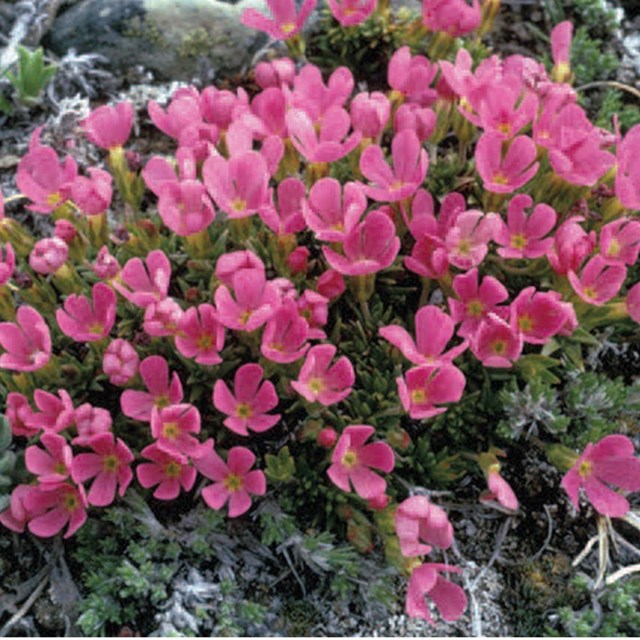 East Side-Douglasia Plant