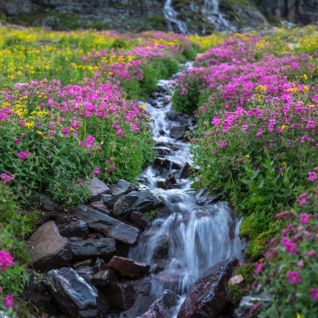 Wildflowers in bloom at Logan Pass below Clements Mountain