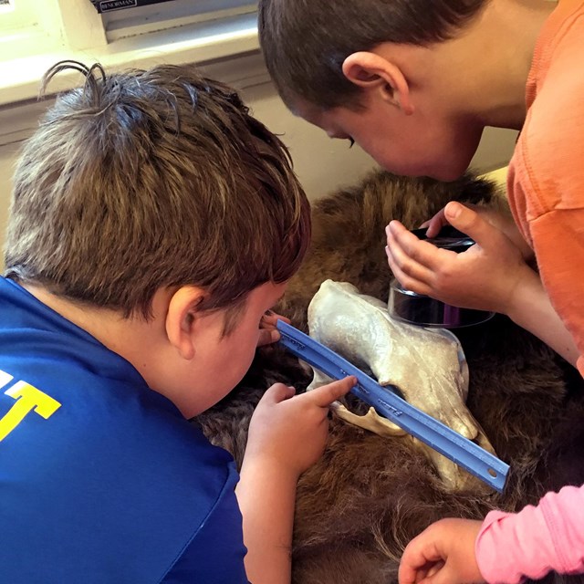 Two boys study and measure a bear skull