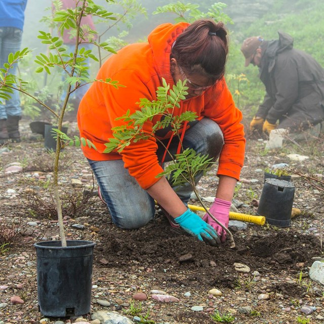 High school age girl in gardening gloves kneels in dirt while planting