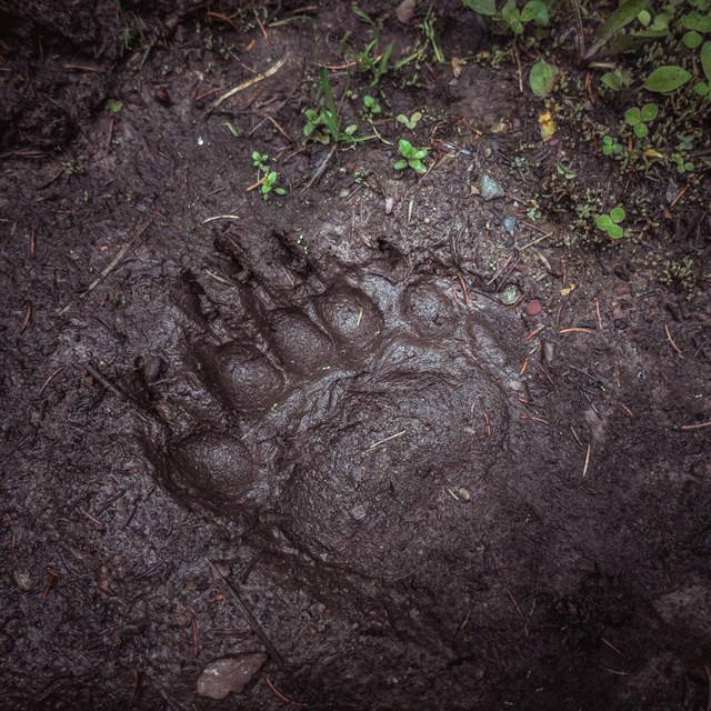 A bear track in wet mud. 