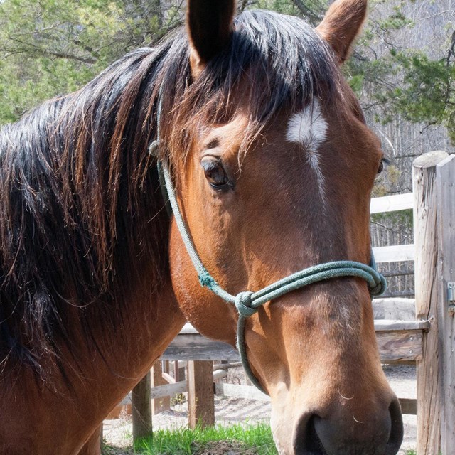 Close up of horse's head in a stable