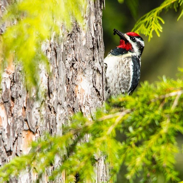 Red-naped sapsucker feeding on an insect