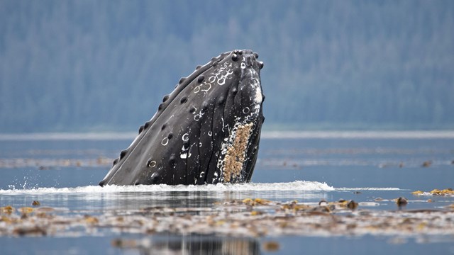 a humpback whale breaches partially out of still water, with land in the background.