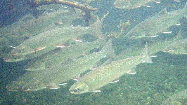 Salmon swimming under water