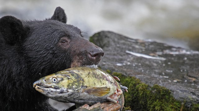 a black bear holds a salmon in its mouth with rocks and vegetation in the background.
