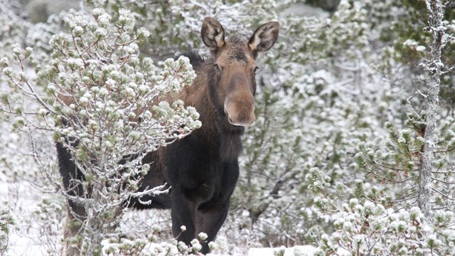 a moose stands in between snowy bushes, looking at the camera